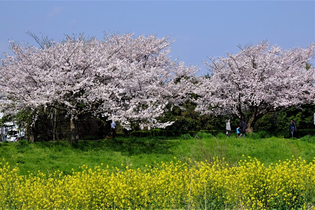 桜(藤沢引地川親水公園）８