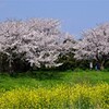桜(藤沢引地川親水公園）８