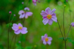 散歩の途中で。①