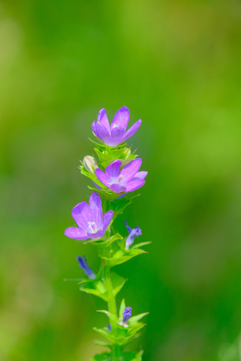 散歩の途中で。9