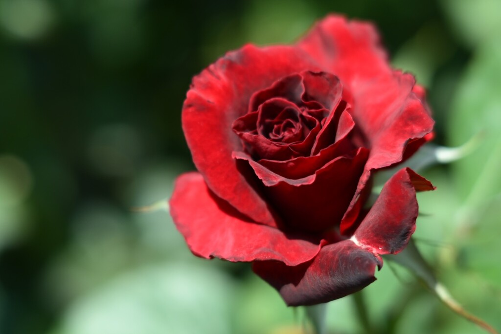 薔薇-2