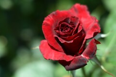 薔薇-2