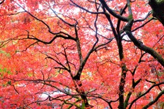 散歩の途中で、遠出　Ⅲ