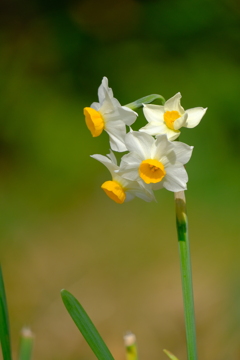 散歩の途中で。5