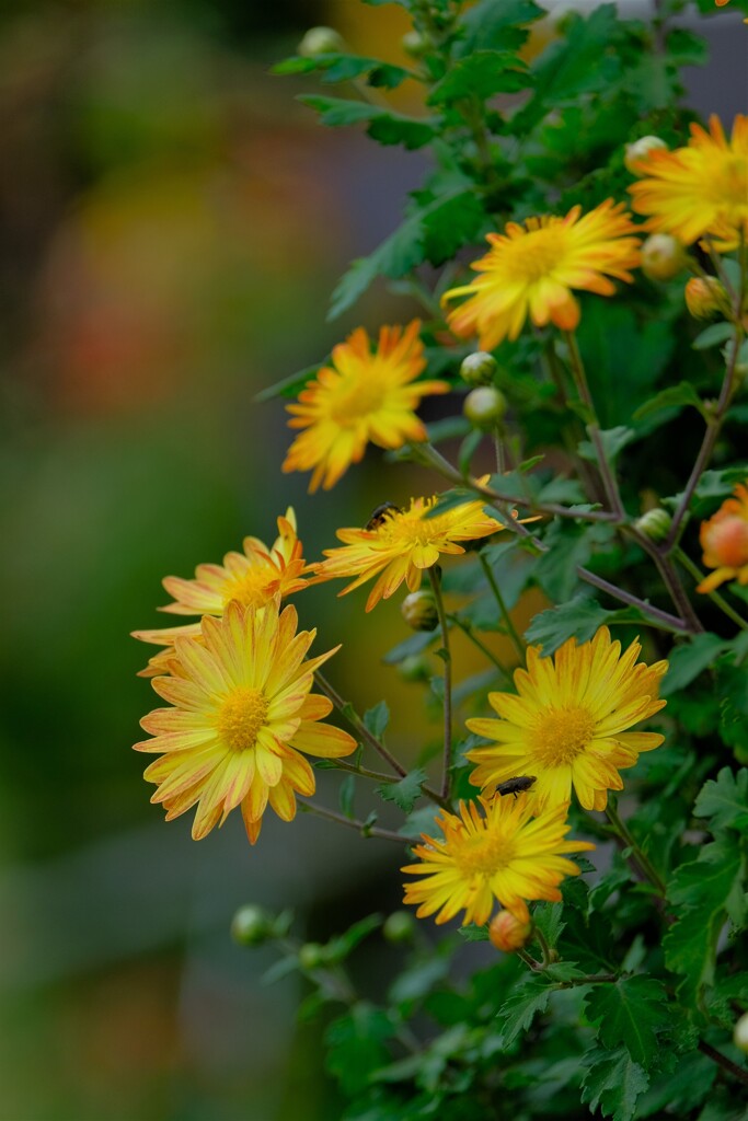 散歩の途中で。②