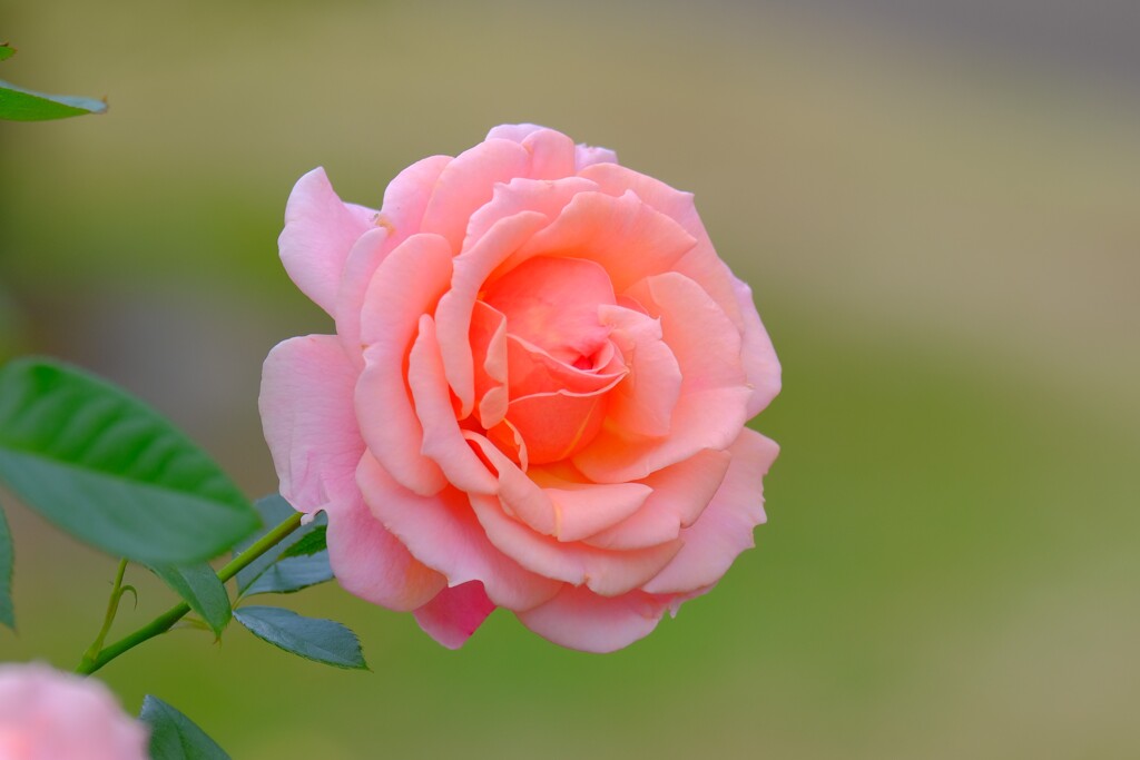 散歩の途中で、③