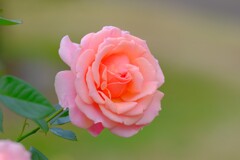 散歩の途中で、③