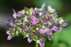  (2)散歩の途中で。-17