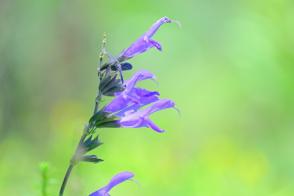 散歩の途中で。