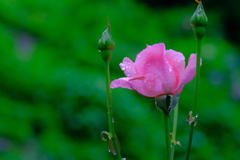 散歩の途中で。Ⅰ