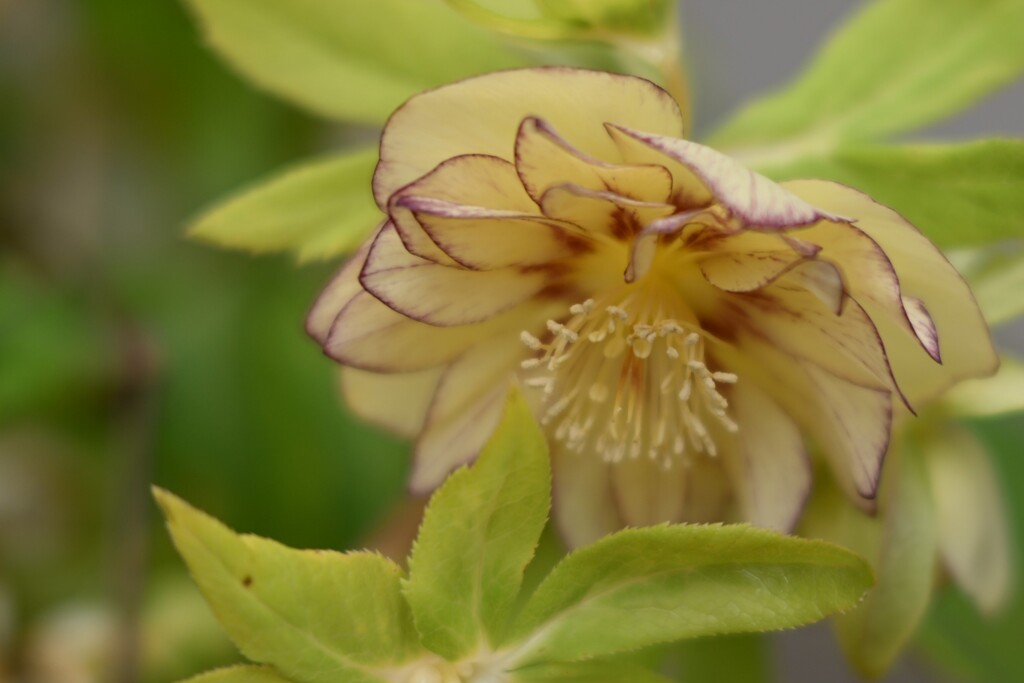 クリスマスローズ