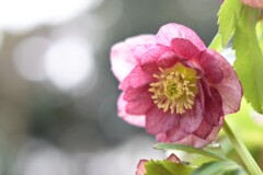 クリスマスローズ