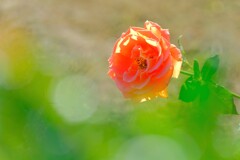 散歩の途中で。3