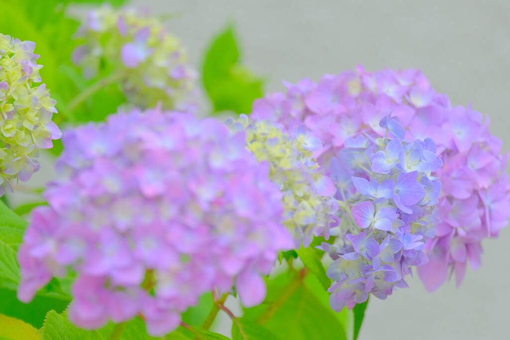 散歩の途中で。6