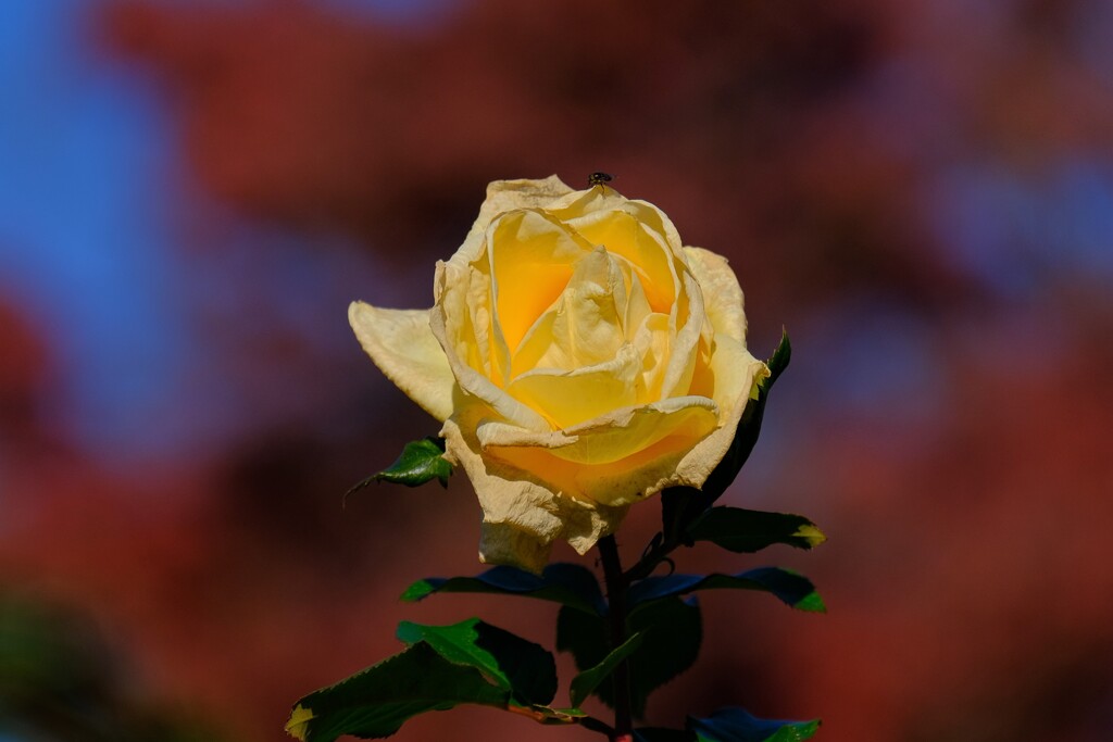 散歩の途中で。8