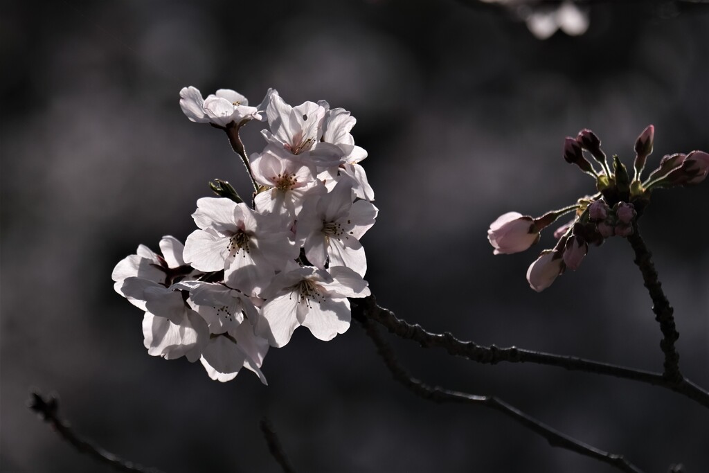 桜