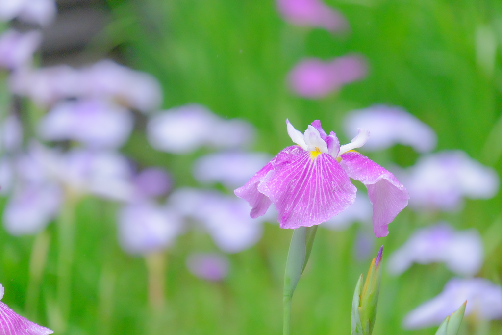 散歩の途中で。