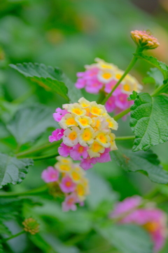 散歩の途中で。