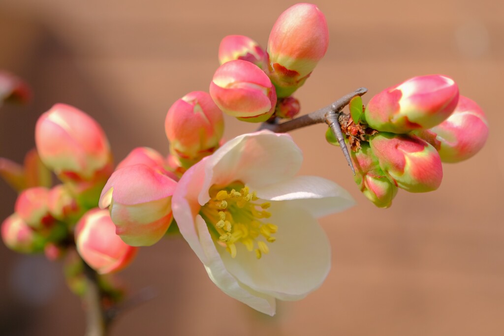 散歩の途中で。７