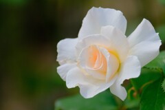 散歩の途中で。