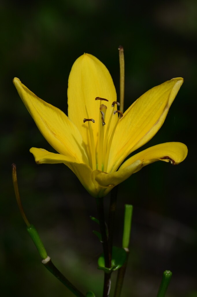 マンシュウキスゲ