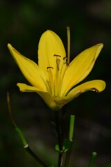 マンシュウキスゲ