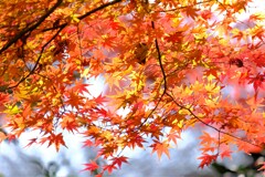 散歩の途中で。①