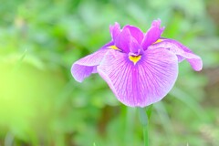 散歩の途中で。