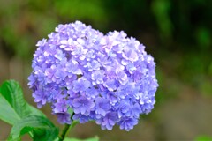 紫陽花　２