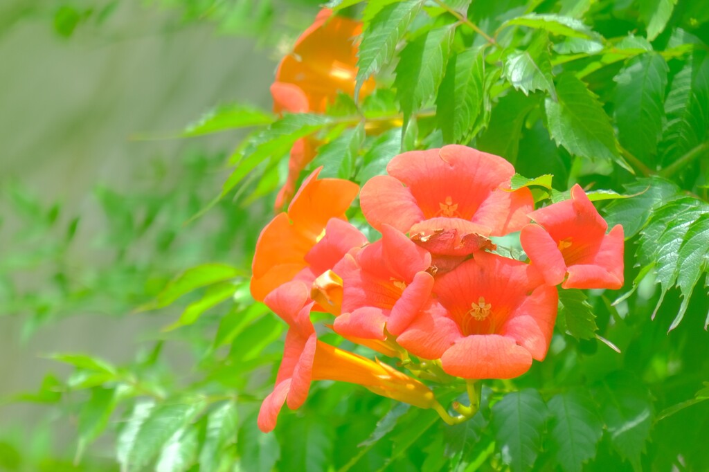 散歩の途中で。Ⅵ