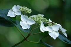 散歩の途中で。①