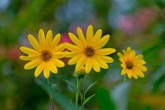 散歩の途中で。5