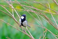 散歩の途中で。⑤