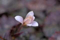 散歩の途中で。②