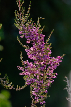 散歩の途中で。③