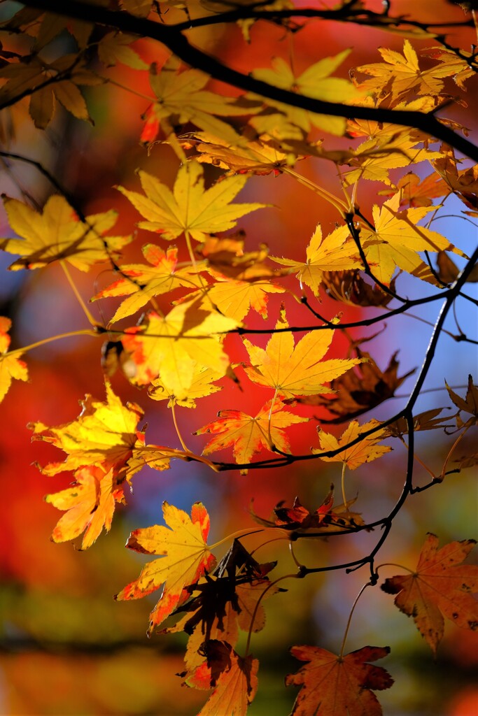 散歩の途中で。Ⅴ