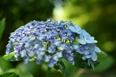 紫陽花