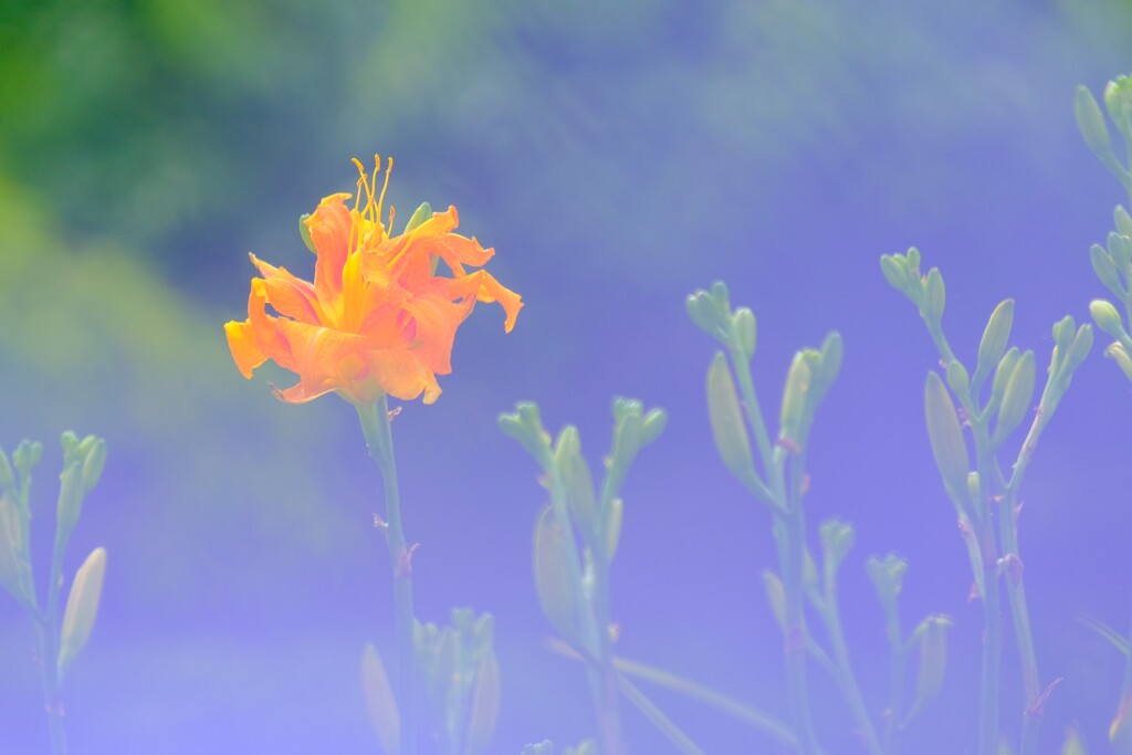 散歩の途中で。