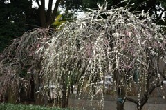 枝垂れ梅