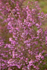 散歩の途中で。９