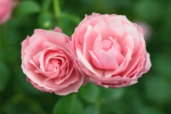 薔薇-5