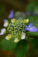 紫陽花（２）