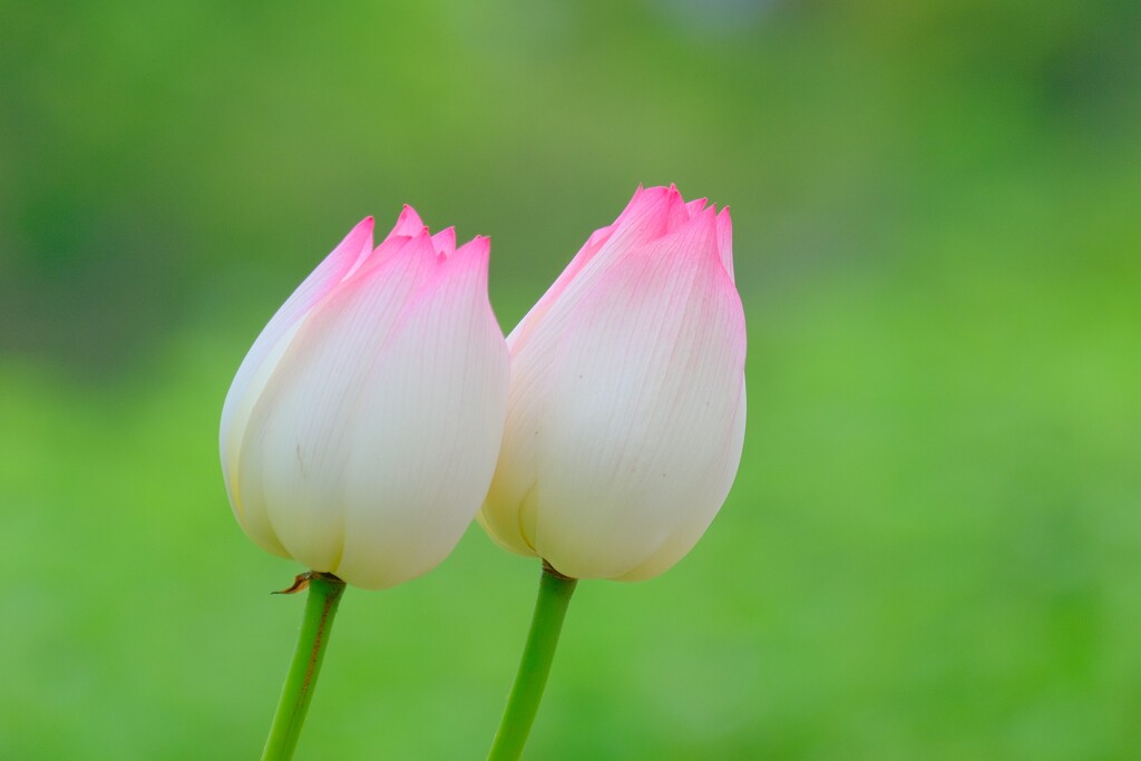 散歩の途中で。