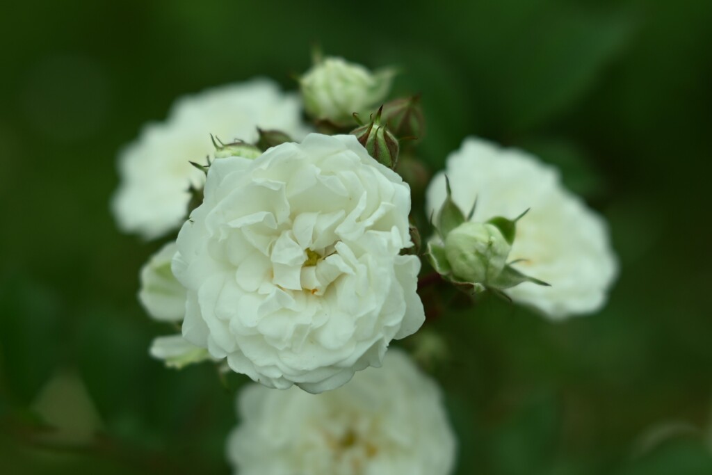 薔薇-4