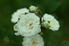 薔薇-4