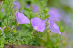 散歩の途中で。3