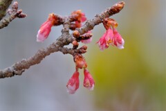 散歩の途中で。①