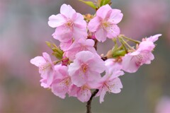 桜 (2)