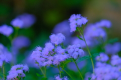 散歩の途中で。Ⅰ