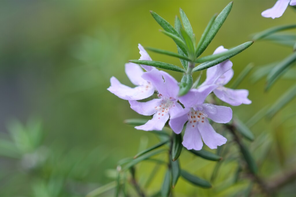 散歩の途中で。８